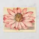 Search for vintage floral postcards Ephemera
