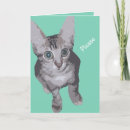Search for funny cat get well cards Kitties
