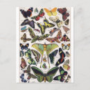 Search for insect postcards butterflies