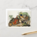 Search for audubon postcards John james audubon