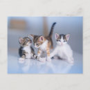 Search for baby postcards Cat
