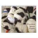 Search for spinone italiano Puppy