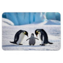 Search for penguin gifts Snow