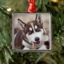 Search for alaskan malamute ornaments Snow dog