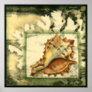 Search for seashell posters Nature