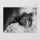 Search for chimpanzee postcards Black