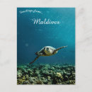Search for maldives postcards Ocean