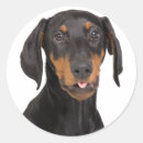 Search for doberman stickers Breed
