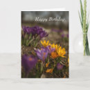 Search for happy spring photo cards Crocus