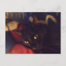 Search for ninja cat cards stamps Kitty