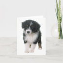 Search for australian shepherd cards Puppy