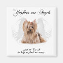 Search for angel magnets Pets