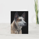 Search for australian cattle dogs cards Acd
