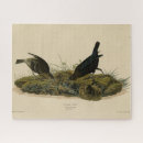 Search for audubon birds puzzles Illustration