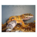 Search for leopard gecko gifts Pets
