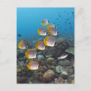 Search for indonesia postcards Animals