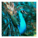 Search for peacock posters Peafowl