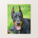 Search for doberman pinscher Animals