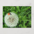 Search for ladybug postcards nature