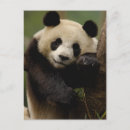 Search for giant sympathy cards Habitat loss