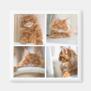 Search for pet magnets Minimalist