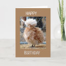 Search for funny chicken sayings cards stamps Photography