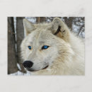 Search for wolf postcards Blue