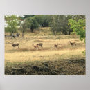 Search for mule posters Nature