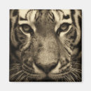 Search for face magnets Cat