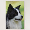 Search for border collie puzzles Photography