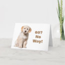 Search for 60th dog birthday cards Photography