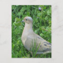 Search for mourning dove Animal