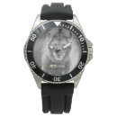 Search for lion watches Wildlife