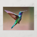 Search for wildlife postcards Hummingbird