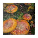 Search for mushroom tiles Amanita muscaria