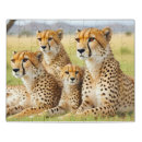 Search for wildlife puzzles Cheetah
