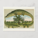 Search for vintage alligator postcards Vintage old retro