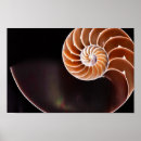 Search for fibonacci posters Nature