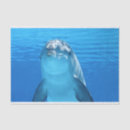 Search for blue dolphin tissue paper Ocean