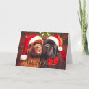 Search for newfoundland dog cards Newfies