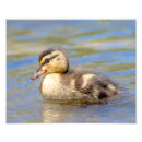 Search for mallard duck painting posters Duckling