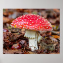 Search for mushroom art Fly agaric