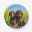 Search for dachshund paper plates Dackel