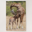 Search for giraffe puzzles Calf