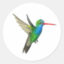 Search for hummingbird stickers Colorful