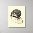 Search for seashells sea shells canvas prints Conch shell
