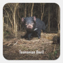 Search for tasmanian devil stickers Wildlife