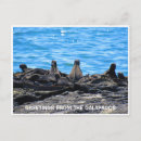 Search for iguana postcards Lizard