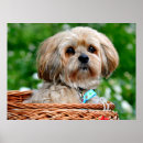 Search for lhasa apso gifts Puppies