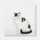 Search for black cat magnets Animal